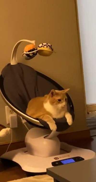 This is mine now - Meeko the cat