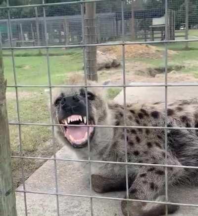 Posting yeens every day until I get to pet one Day 656 Scarlett says hello