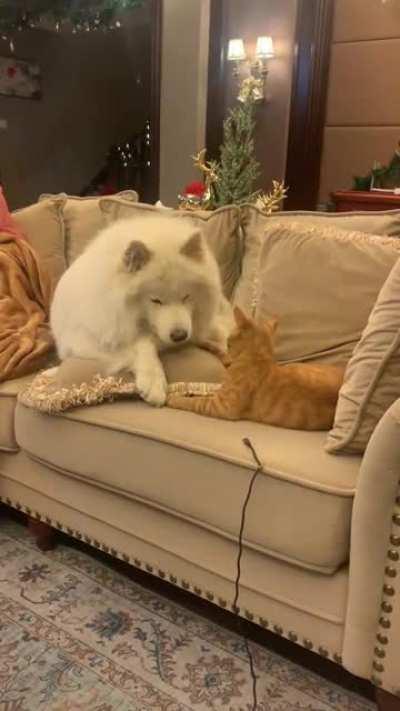 Emma, the gentle giant.