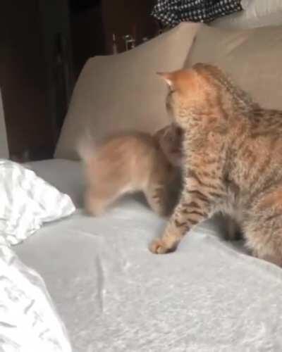 Training the fighting skills