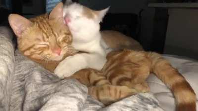 My girlfriend and I introduced our cats recently ♥️♥️♥️