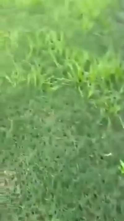 Somehow it's scarier muted.