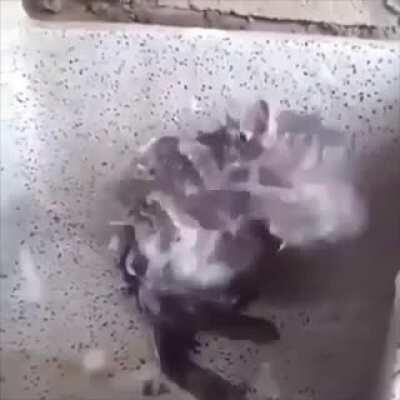 He do be self grooming, tho.