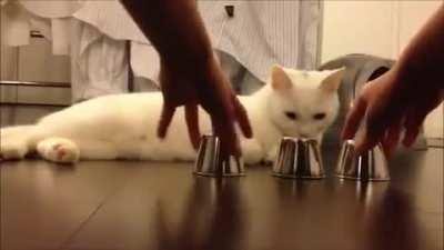 Smart cat knows how to play this game.