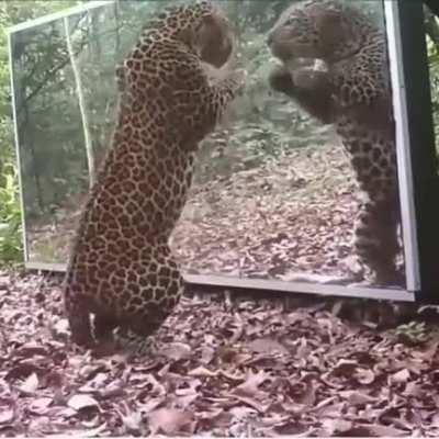 Jaguar startles herself