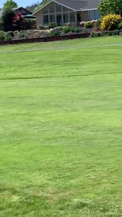 Golfing with Deer in Sonoma CA