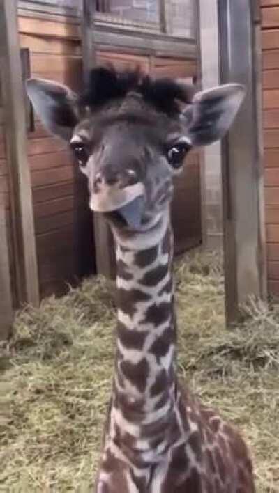 Baby giraffe