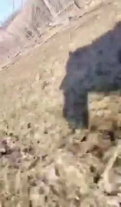 Fox running away with phone.