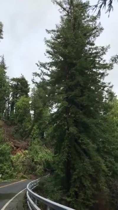 A utility worker captured the moment a giant tree fell on Highway 9 from the saturated soil, rain, wind in Santa Cruz