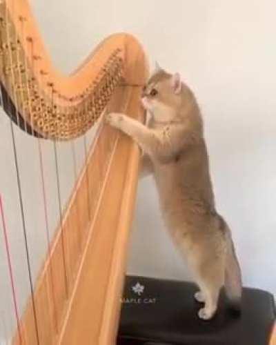 Meowzart in the making