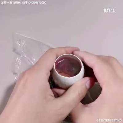 Growing a chicken in an open egg