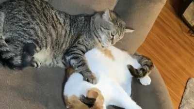 My Standard Issue James is a very friendly boy.