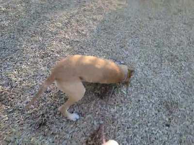 My girlfriend's dog loves to faceplant in mulch.