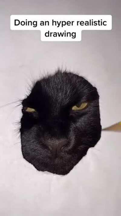 This person's very realistic drawing of their cat.