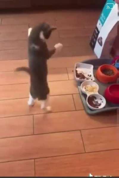 Kitten's first time seeing an omelet
