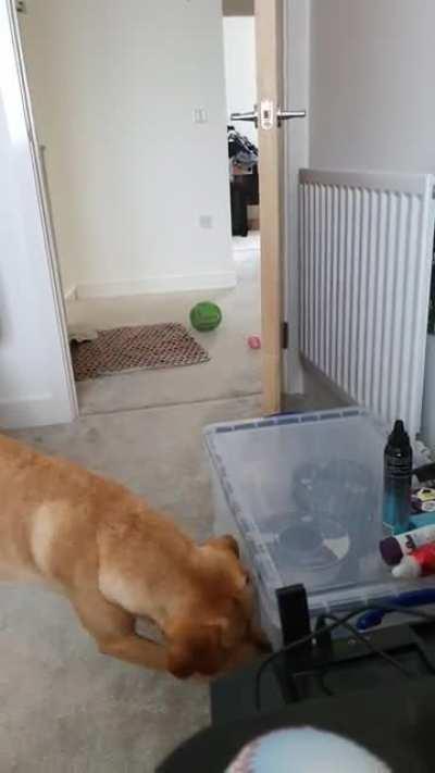 Boy is bored apparently, cheers bud