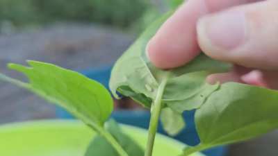 On a mirabilis jilapa in Alabama, USA