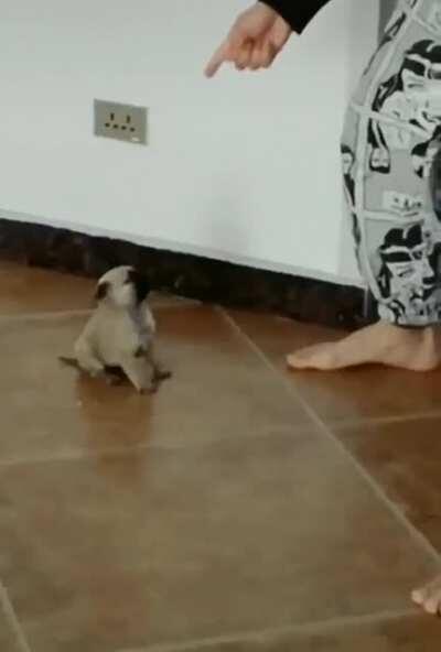 Dance off with a pup