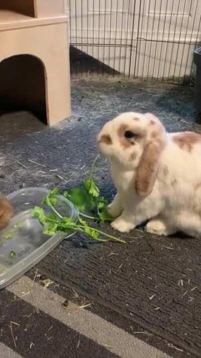 Sometimes Obi is bad at eating. Stick around until the end for that cute little mouf.