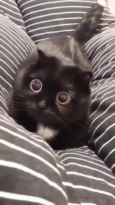 This cat diluting its eyes