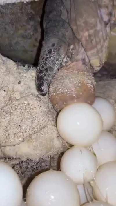 Thanks, I hate learning what it looks like for a turtle to lay eggs