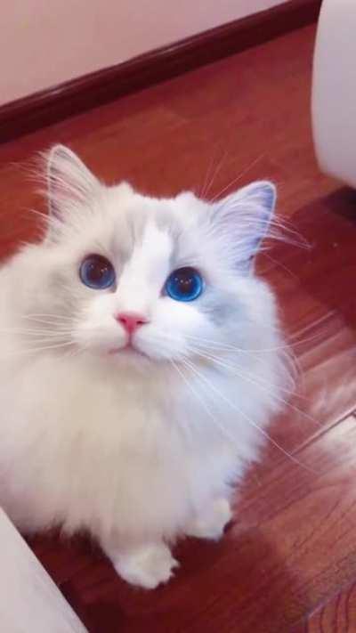 Eyes are like a blue ocean 🌊