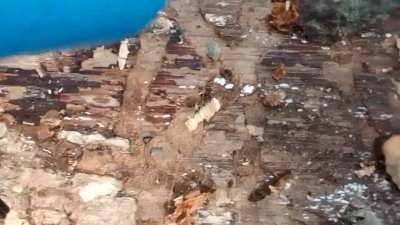 WHTA lobotomy does to a mf: