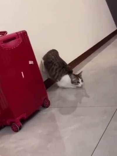 Ready.....Set.......NO!