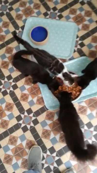 Adoptable kitties at the shelter yellin