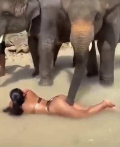 Two elephants, one hoe!