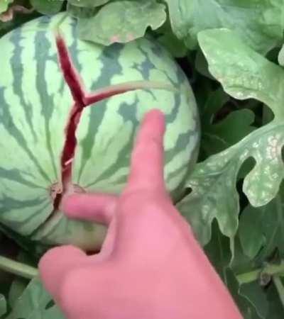 easy watermelon eating!