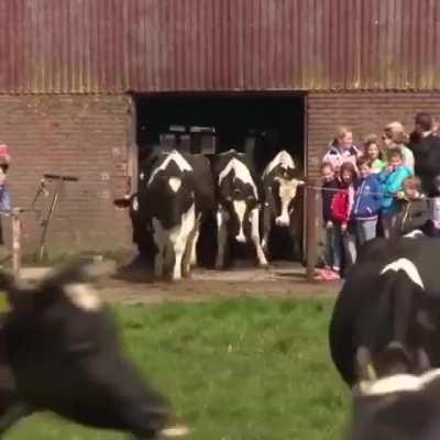 Dairy cows sees grass for the first time after 6 months.