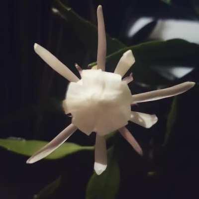 Queen of the night ( Epiphyllum oxypetalum ) blooming