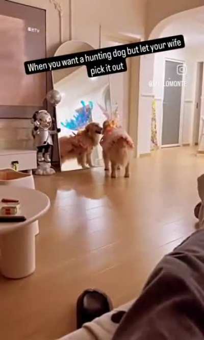 Once Upon A Time There Was A Dog…