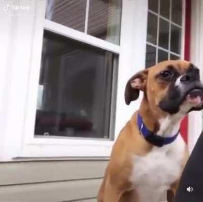 This dog’s yawn....