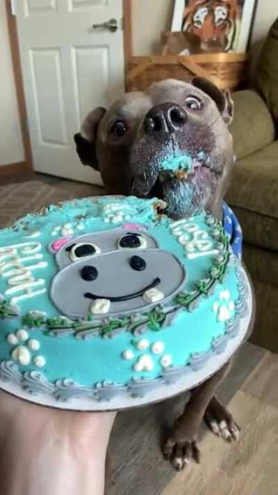 By popular demand, here is Diesel enjoying his pupcake! Have a great day, friends! 🥳🐾💗