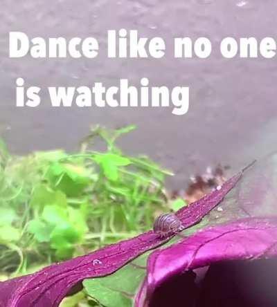 Caught my girl busting some moves today on her favorite leaf