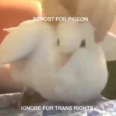 Pigeon