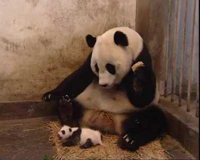 Cute lil panda sneeze