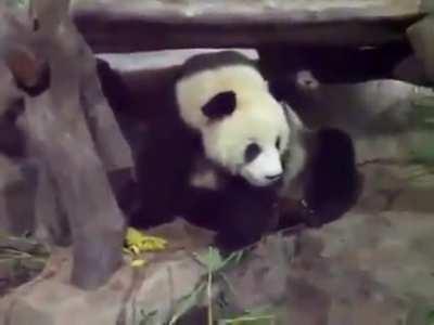 Panda being a jerk to the sleeping panda