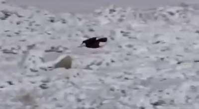 🔥 Bald Eagle swoops in, steals food right out of the mouth of a Gray Wolf.