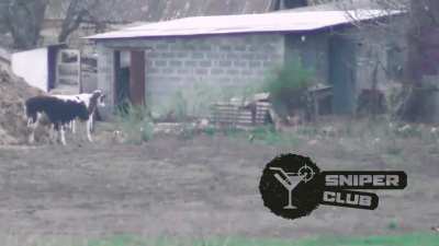 Ukrainian sniper team, Oleksandropol, Donetsk. The shot was made in April 2022 from a Sako TRG - 42 rifle (Hornady 338, 250g bullet) at a distance of 550 meters at a moving target.