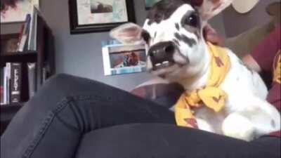 Angel back when she was just a little lap cow.