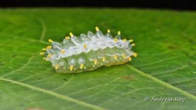 Jewel caterpillars are slug-shaped larvae of neotropical zygaenoid moths which are recognized by their colorful bead-like exoskeletons. Their bodies are mainly gelatinous and translucent, and they are known to be slightly toxic. This jewel caterpillar was