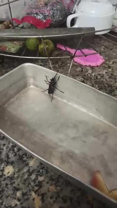 To escape the little tray