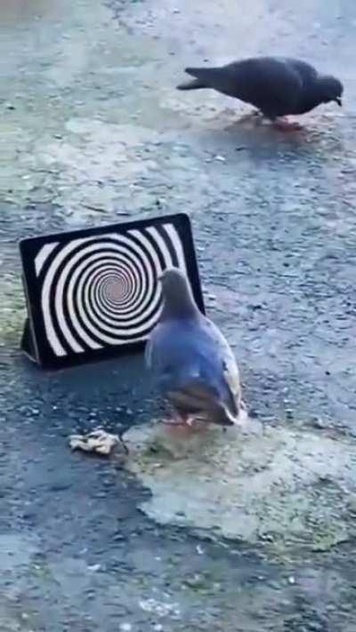 blursed_pigeon trap