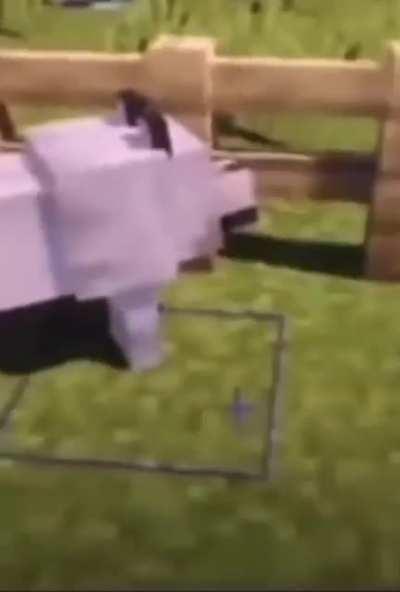 Muslim Wolf 🤯🤠🤣🤣🤣😂😂