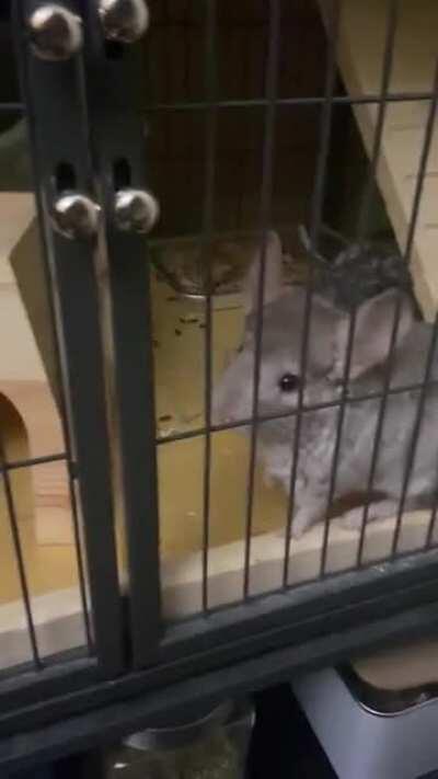 Always begging to be let out and I can’t help but cave 🥺