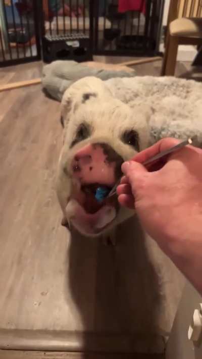 Happy Mothers Day Pumpkin