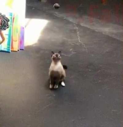 Common reaction rate in the cats